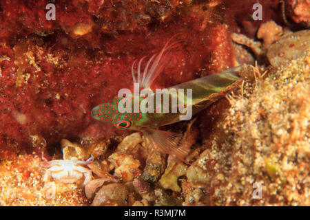 Northern Bahamas, dei Caraibi Foto Stock