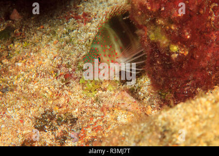 Northern Bahamas, dei Caraibi Foto Stock