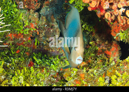 Northern Bahamas, dei Caraibi Foto Stock