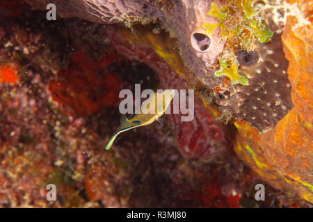 Northern Bahamas, dei Caraibi Foto Stock