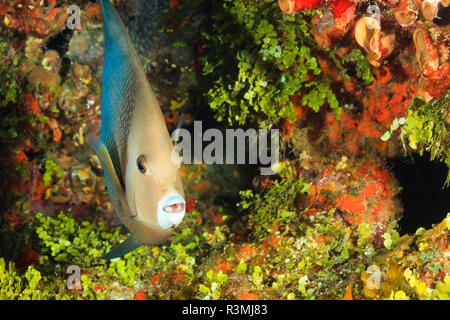 Northern Bahamas, dei Caraibi Foto Stock