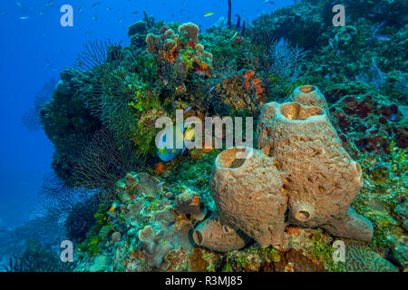 Northern Bahamas, dei Caraibi Foto Stock