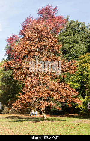 I colori autunnali National arboretum Westonbirt Arboretum, Gloucestershire, England, Regno Unito Foto Stock