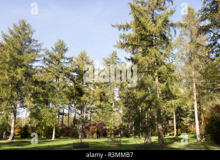 Giapponese larici, Larix kaempferi, National arboretum Westonbirt Arboretum, Gloucestershire, England, Regno Unito Foto Stock