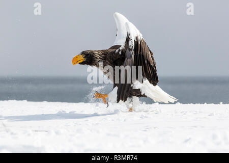 Steller's Fish Eagle svernamento sulla penisola di Shiretoko, Hokkaido, Giappone. Foto Stock