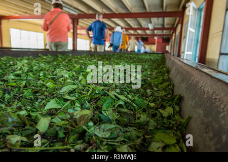 Sri Lanka Galle, villaggio di Akuressa. Verde biologico Tea Garden e la fabbrica di tè. Visita della fabbrica, nastro trasportatore dettaglio con le foglie di tè. Foto Stock