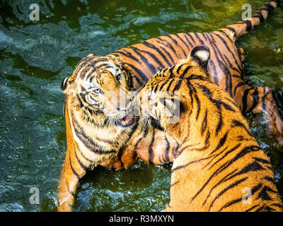 Thailandia, Sriracha, tigri in cattività a Sriracha Tiger Zoo Foto Stock