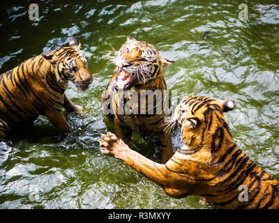 Thailandia, Sriracha, tigri in cattività a Sriracha Tiger Zoo Foto Stock