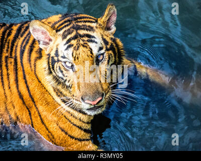 Thailandia, Sriracha, tigri in cattività a Sriracha Tiger Zoo Foto Stock