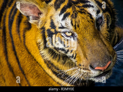 Thailandia, Sriracha, tigri in cattività a Sriracha Tiger Zoo Foto Stock