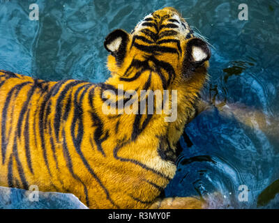 Thailandia, Sriracha, tigri in cattività a Sriracha Tiger Zoo Foto Stock