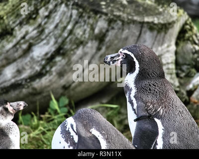 Immagine ravvicinata di un gruppo di pinguini Foto Stock
