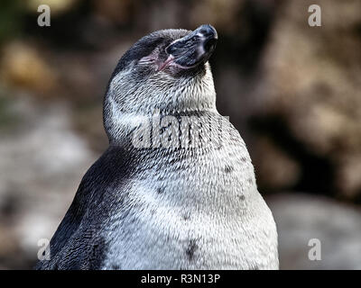 Immagine ravvicinata di un pinguino relax su una pietra in un lago Foto Stock