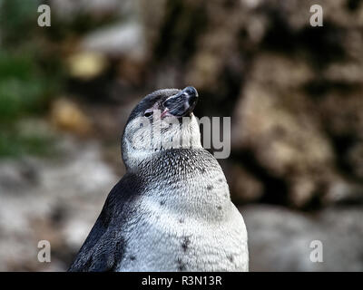 Immagine ravvicinata di un pinguino relax su una pietra in un lago Foto Stock