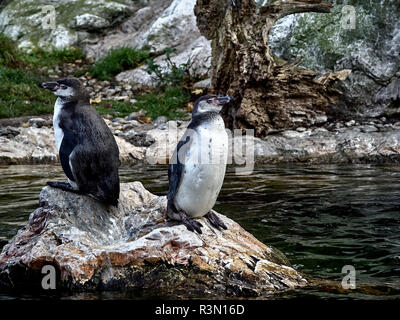 Colpo di due pinguini relax su una pietra in un lago Foto Stock