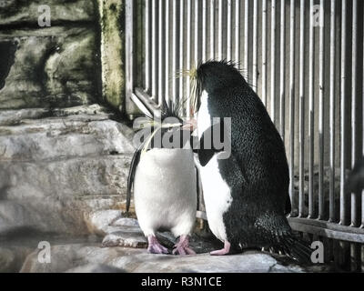 Colpo di due pinguini relax su una pietra in un lago Foto Stock