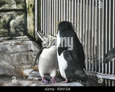 Colpo di due pinguini relax su una pietra in un lago Foto Stock