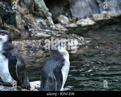 Colpo di due pinguini relax su una pietra in un lago Foto Stock