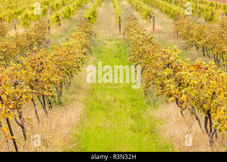 Canada Ontario, Scarpata del Niagara Wine Country, St. Catherines vigneto in autunno Foto Stock