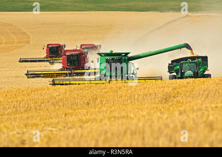 Canada, Saskatchewan, Carmichael. Quattro combina il raccolto frumento duro. Foto Stock