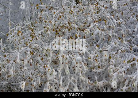 Impressioni inverno nel sauerland Foto Stock
