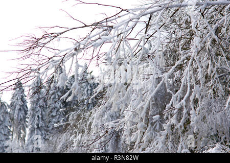 Impressioni inverno nel sauerland Foto Stock