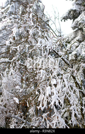 Impressioni inverno nel sauerland Foto Stock