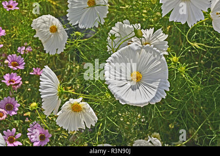 In prossimità di un confine di fiori con la fioritura Cosmos bipinnatus "Tortine bianco" Foto Stock