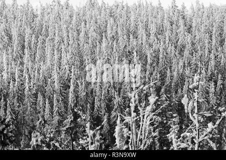 Impressioni inverno nel sauerland Foto Stock
