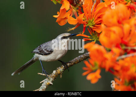 Tropical Mockingbird assaporerete in fioriture immortale Foto Stock