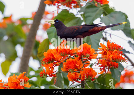 Crested Oropendola arroccato nella struttura ad albero immortale Foto Stock