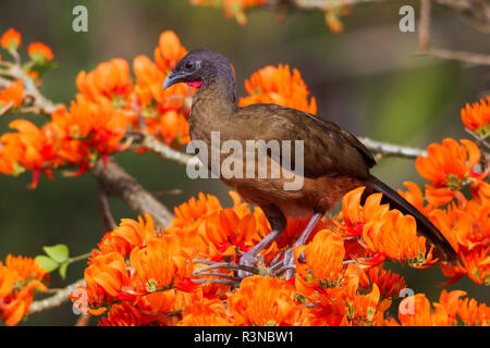 Rufous-sfiatato Chachalaca nella struttura ad albero immortale Foto Stock