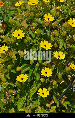 In prossimità di un confine di fiori con colouful fioritura Thunbergia "Limone" Foto Stock