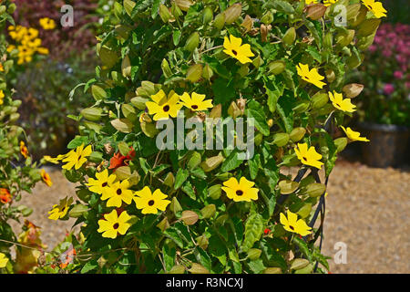 In prossimità di un confine di fiori con colouful fioritura Thunbergia "Limone" Foto Stock