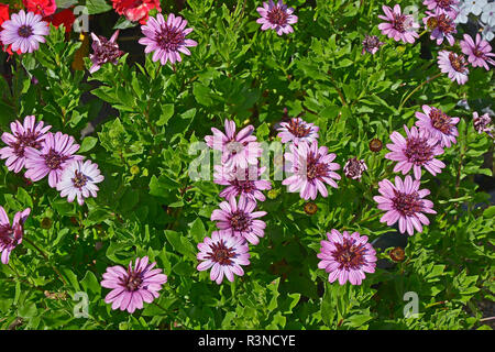 In prossimità di un confine di fiori con colouful fioritura Osteospermum 'Berry bianco" Foto Stock
