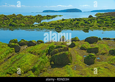 Canada, British Columbia, Saturna Island. Le alghe che coprono le rocce con la bassa marea. Foto Stock