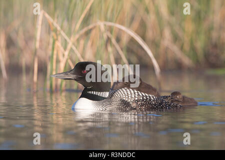 Canada, British Columbia. Adulto Loon comune (Gavia immer) galleggianti con un pulcino sulla sua schiena, secondo pulcino accanto a. Foto Stock