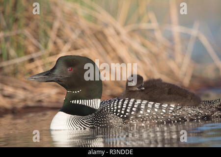 Canada, British Columbia. Adulto Loon comune (Gavia immer) galleggianti con un pulcino sul suo retro. Foto Stock