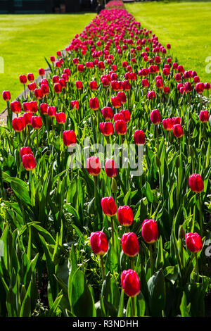 Butchart Gardens, Victoria, British Columbia, Canada. Largo stretto fila di tulipani rossi sotto il sole Foto Stock