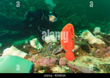 Immersioni subacquee, passaggio di doratura, Nord Isola di Vancouver, British Columbia, Canada (MR) Foto Stock