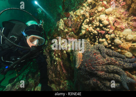 Immersioni subacquee, passaggio di doratura, Nord Isola di Vancouver, British Columbia, Canada (MR) Foto Stock