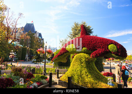 Orca Whale Hedge davanti Empress Hotel, Porto Interno, Victoria, capitale della British Columbia, Canada Foto Stock