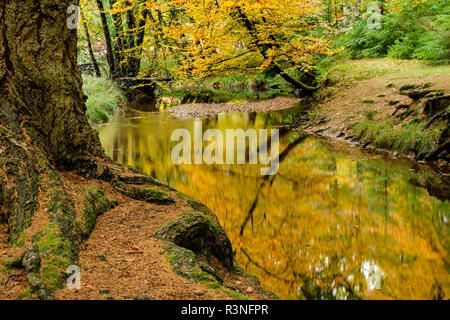 Blackwater River, New Forest National Park, Hampshire, Inghilterra, Regno Unito, Foto Stock