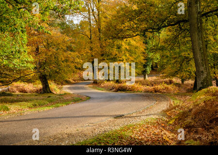 Faggi e Bracken nel colore di autunno lungo l'unità ornamentali, New Forest National Park, Hampshire, Inghilterra, Regno Unito, Foto Stock