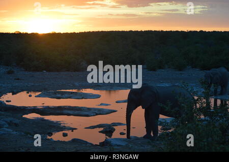 Gli elefanti nella savana africana al tramonto Foto Stock