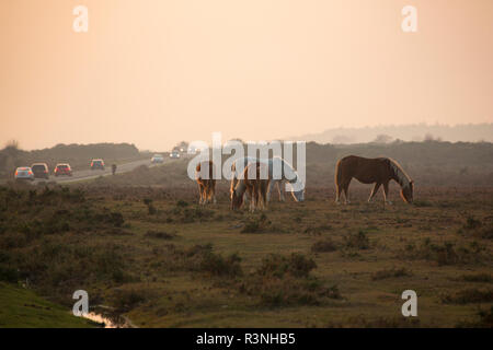 New Forest pony nel tardo pomeriggio di novembre la luce nella nuova foresta pascolano accanto ad una strada e il traffico. New Forest Hampshire England Regno Unito GB Foto Stock