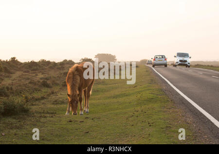 Una nuova foresta pony pascolare nel tardo pomeriggio di novembre luce accanto ad una strada e il traffico. New Forest Hampshire England Regno Unito GB Foto Stock