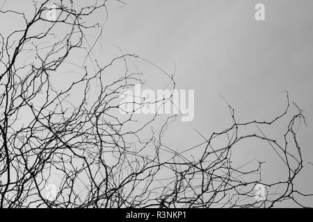 I rami degli alberi con spine e nuvoloso cielo grigio. Foto Stock