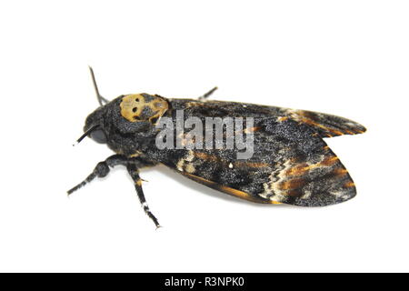 La morte del capo-Hawk moth, Acherontia atropo su sfondo bianco Foto Stock