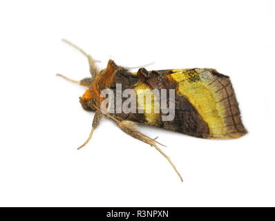 L'ottone brunito moth Diachrysia chrysitis isolati su sfondo bianco Foto Stock